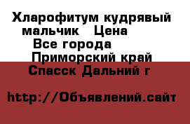 Хларофитум кудрявый мальчик › Цена ­ 30 - Все города  »    . Приморский край,Спасск-Дальний г.